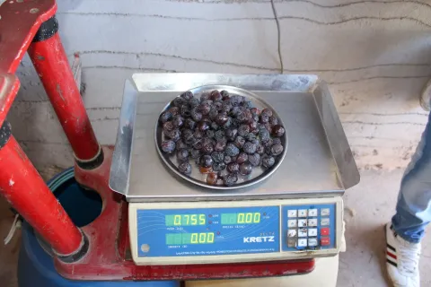 Ensayos de elaboración
