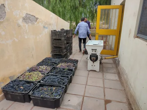 Winemaking trial with the Agricultural School