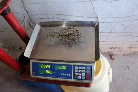 Ensayos de elaboración