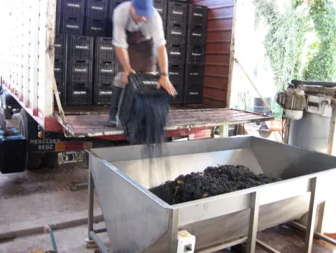 Cosecha manual en cajones de 20 kg: llenado del lagar antes del despalillado
