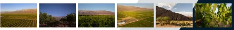 Viñedos de Bodega Veralma al pie de los Seismiles